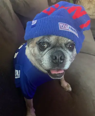 Jeanette Amato's dog wearing Giants hat & jersey smiling on couch.